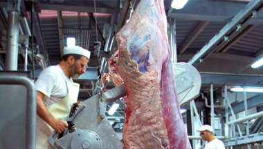 Primary Meat Processing